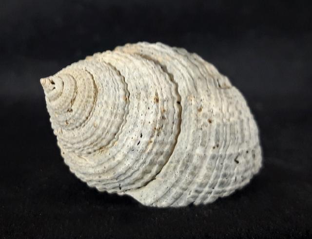 Cancellaria conradiana DALL 1890  - Bild &copy; FossNet FossilienStore